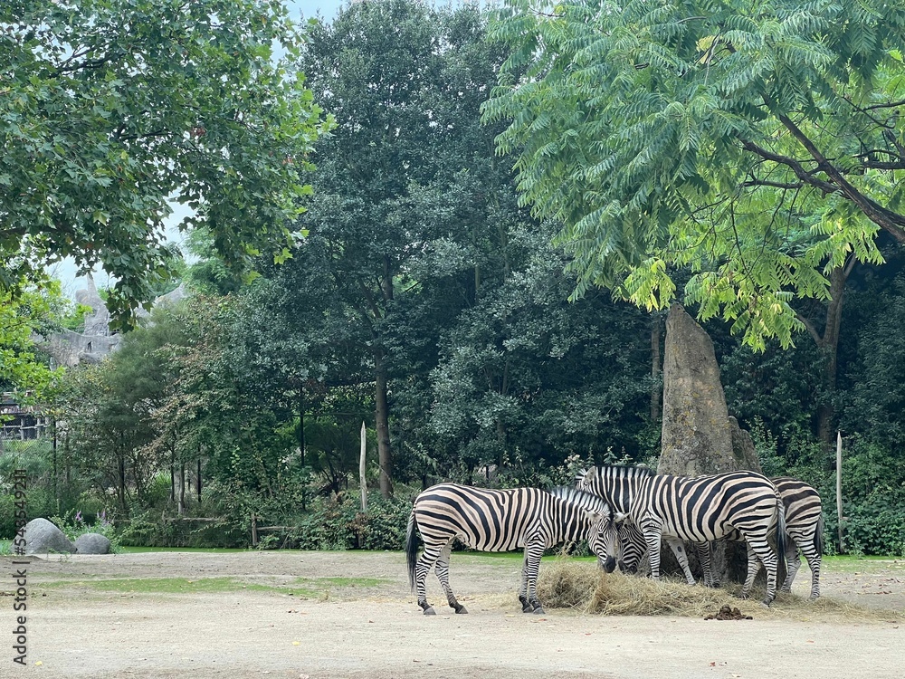 Sticker Beautiful striped African zebras in zoo enclosure