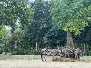 Beautiful striped African zebras in zoo enclosure - obrazy, fototapety, plakaty