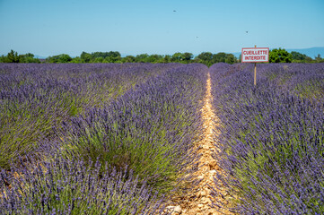 Plakat Lavender fields in Plateau de Valensole in Summer. Alpes de Haute Provence, PACA Region, France. French sign means in English: no picking allowed.