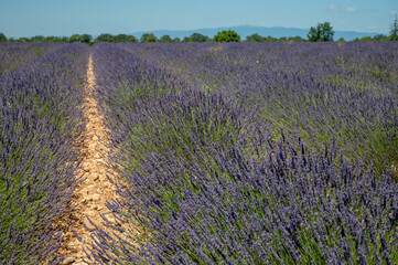 Lavender fields in Plateau de Valensole in Summer. Alpes de Haute Provence, PACA Region, France