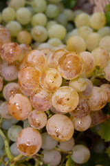 Ripe organic riesling wine grapes close up, harvest on vineyards in Germany, making of white dry wines