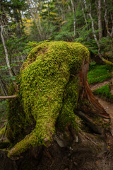 tree in the forest