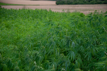 Green background of leaves. Outdoor grow hemp. Cannabis at the beginning of flowering. Young...