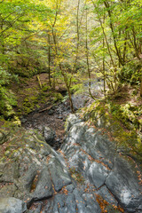 river in the forest