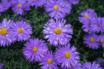 Blossom of blue autumn asters flowers in rainy garden in October