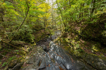 stream in the forest