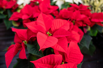 Christmas star red and white poinsettia flowers, Christmas decoration close up