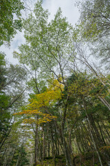 forest in autumn