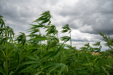 Green background of leaves. Outdoor grow hemp. Cannabis at the beginning of flowering. Young cannabis plant. Northern light strain.