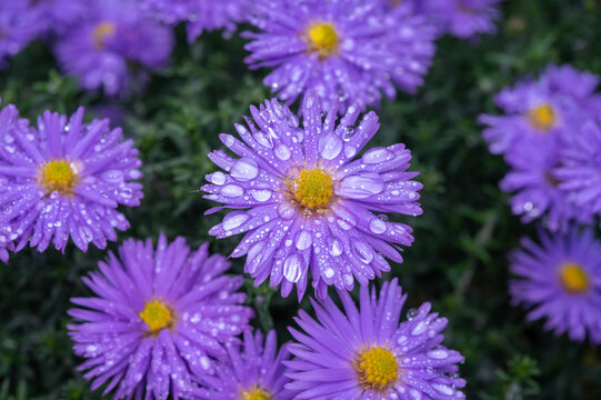 Blossom of blue autumn asters flowers in rainy garden in October