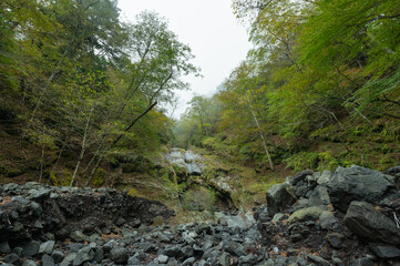 river in the forest