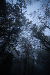 forest at night