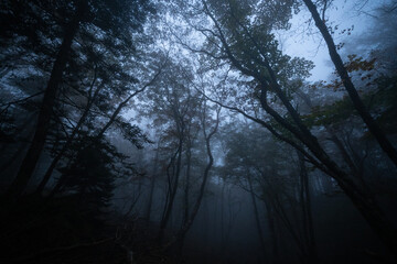 morning in the forest
