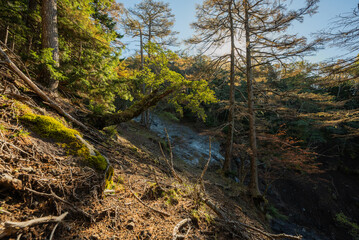 river in the forest