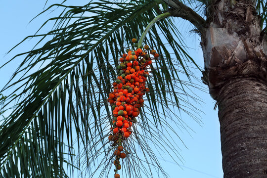 Butia palm with growing fruits, bottom view
