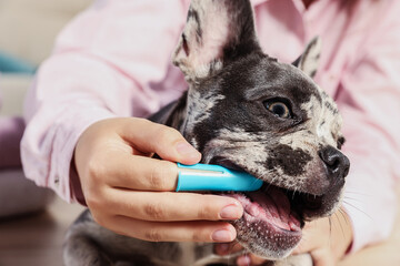 Woman brushing dog's teeth at home, closeup