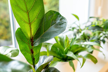 Close up of leaves ficus lyrate or fiddle leaf in the pot at home. Indoor gardening. Hobby. Green...