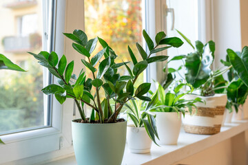 Zamioculcas with green leaves. Home plants, indoor garden, urban jungles. Home plant in the window