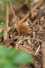 hedgehog in the forest