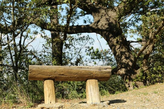 Small wooden bench near trees in park
