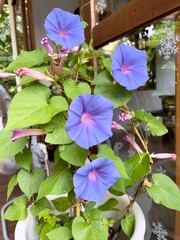 Morning glory flowers. Beautiful morning glory flowers in white plastic pot. Selective focus