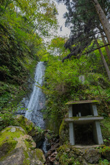 Waterfall in the Forest