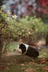Two Cute Guinea pigs sitting in autumn foliage colorful leaves outdoors enjoying sunset