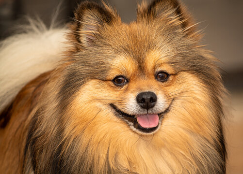 Batma o spitz alem&atilde;o 