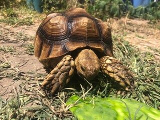 Naklejka premium Beautiful sulcata tortoise from africa