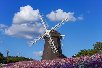 満開のカラフルなコスモスと風車のコラボ情景