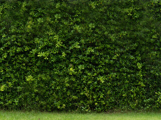 Green leaf tree natural environment garden color background wallpaper empty no people symbol decoration ornament forest texture art view pattern scence element flora macro blank mountain concept