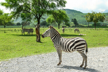 Fototapeta na wymiar Beautiful striped African zebras in safari park