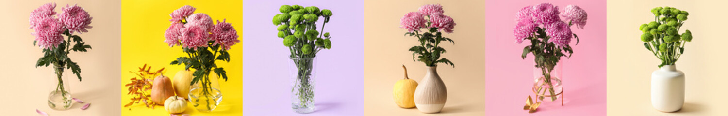 Obraz premium Collection of beautiful chrysanthemum flowers in vases on color background