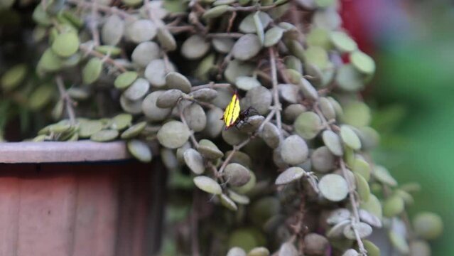 Star Spiders make nests among the hoya orchids