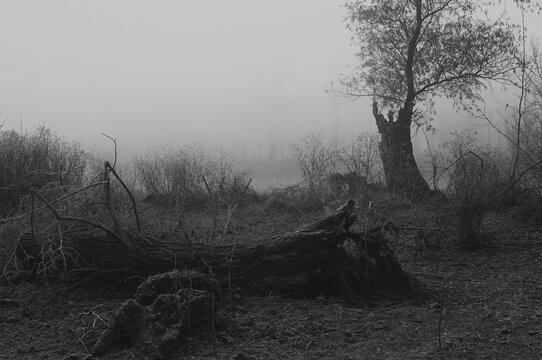 Creepy dark landscape showing misty dark forest and swamp in autumn	