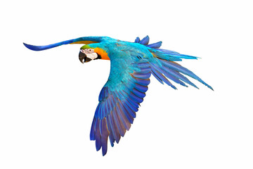 Colorful Blue and gold macaw flying isolated on white background.