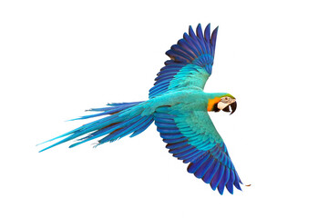 Colorful Blue and gold macaw flying isolated on white background.