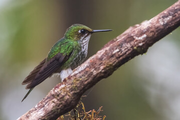 Fototapeta na wymiar Booted racket tail (Ocreatus underwoodii). Small female hummingbird resting on branch