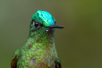 Long tailed sylph (Aglaiocercus kingi). Portrait of green hummingbird with turquoise iridescent head