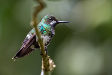 Fototapeta premium Green thorntail (Discosura conversii). Small female hummingbird perched on its side on a branch.