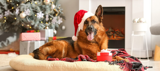 Cute German Shepherd dog in Santa hat and with gift at home on Christmas eve