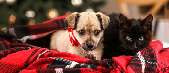 Cute kitten and puppy at home on Christmas eve