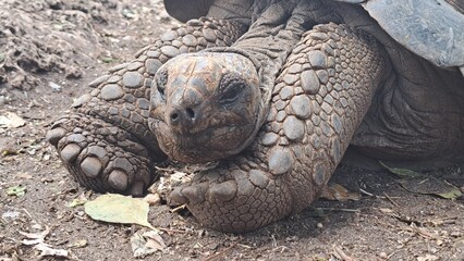 Waking up tortoise - Aldabra giant tortoise (Aldabrachelys gigantea) from Changuu Island (Prison...