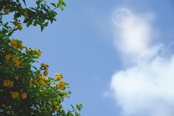 Plant with yellow flowers that stand out in front of blue sky with moon