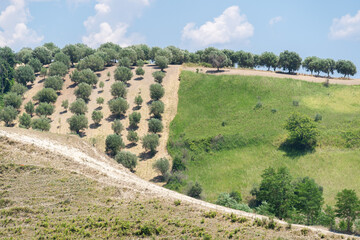 Fototapeta na wymiar Green olive trees farmland, agricultural landscape with olives plant among hills, olive grove garden, large agricultural areas of olive trees