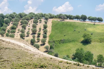 Selbstklebende Fototapeten Green olive trees farmland, agricultural landscape with olives plant among hills, olive grove garden, large agricultural areas of olive trees © photo-lime