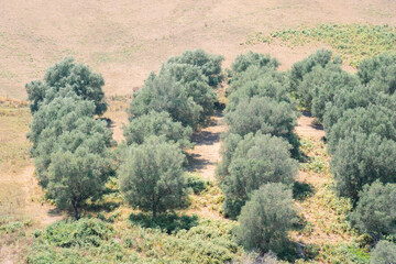 Green olive trees farmland, agricultural landscape with olives plant among hills, olive grove garden, large agricultural areas of olive trees