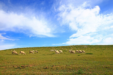 The sheep of the grasslands