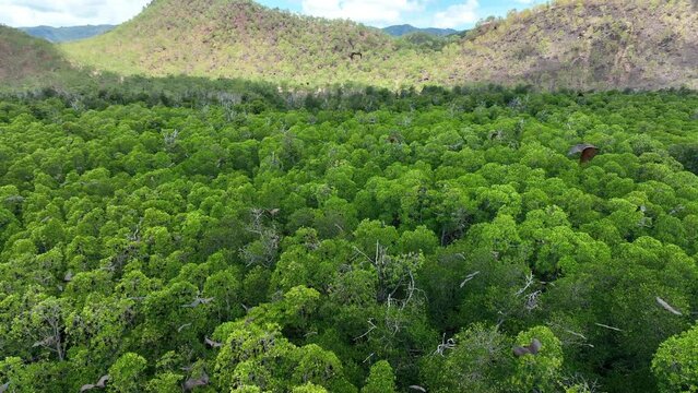 Sunda flying foxes, Acerodon mackloti, fly over the canopy of a remote mangrove forest where they roost in Indonesia. Mangroves provide vital habitat for invertebrates, fish, birds, and fruit bats.