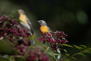 We filmed a feeding activity scene of a yellow flycatcher and a blackbird.
The active feeding activities and beautiful colors of the yellow flycatcher are gorgeous, and even the small cockroach shows 